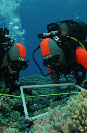 タラ号太平洋プロジェクト -サンゴ礁のマイクロバイオームの圧倒的な多様性が明らかに